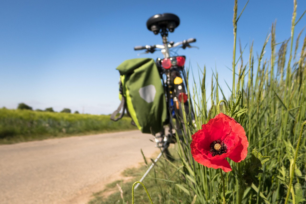 Trek Dual Sport vs. Giant Roam: Choosing the Best Hybrid Bike for Your Adventures